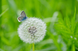 Soft landing / ***