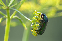 Beetle / ***