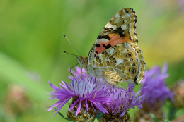 Butterfly / ***