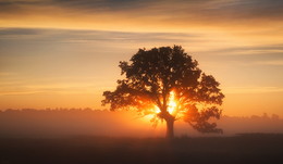 Foggy morning / ***