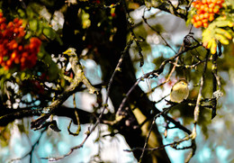 Phylloscopus collybita / Phylloscopus collybita