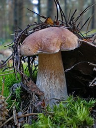 Disguise / ***