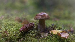 Forest Study / ***