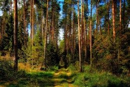Pine forest / ***