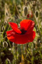 The Scarlet Flower / ***