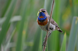 Bluethroat / ***