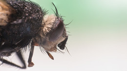 Fly / ***