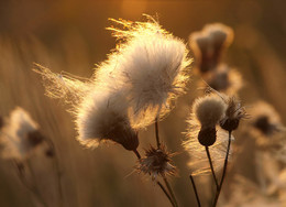 Es werde Licht! / ***