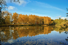 gold autumn / ***