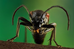 (o_O) / beetle