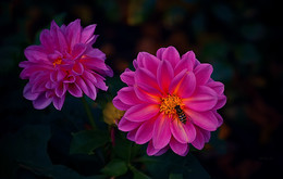 In the twilight. / ***