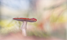 Fliegenpilz / Makro vom Fliegenpilz (sehr giftig)