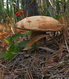 Mushroom time to / ***