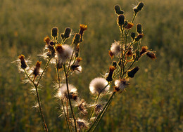 Thorn / ***
