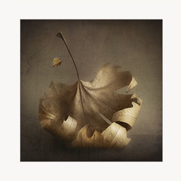 Leaves / Digital art