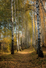 Autumn alley / .....