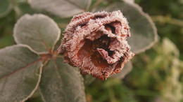 Hoarfrost / ***