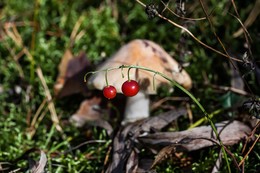 Herbst-Skizzen / ***