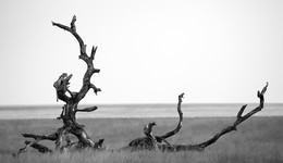 Wächter / ***