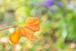 Herbstlaub / Herbstlaub