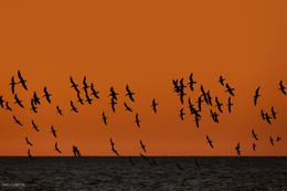 Morning flight / ***