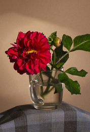dahlia / ***