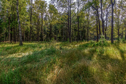 Wald / ***