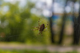 On the hunt / ***