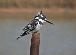 Little Pied Kingfisher / ***
