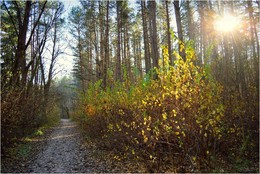 Im Herbst Wald / ***