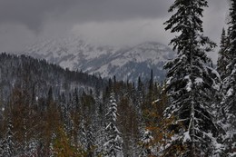 The first autumn snow / ***