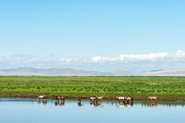 Mongolia / ***