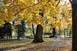 Autumn / ***