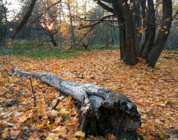 Herbstabend / ***