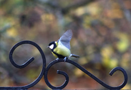 Titmouse / ***