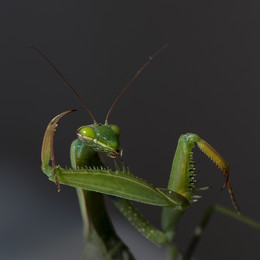  / ***