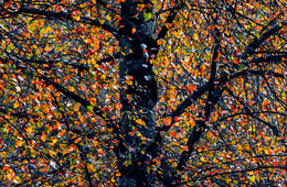 Mosaics / ***