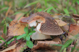 Fly-agaric / ***