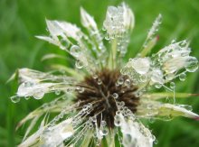 The May rain / ***