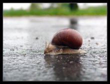Vorsicht, peshepolzy / ***