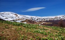 Morning in the Carpathians / ***