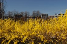 Frühling Kontrast / ***