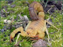 Skorpion / ***