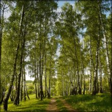 Birch Grove / ***