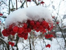 Viburnum / *******