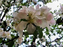 Gardens in bloom / ***