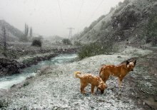 Karmadon dogs. / ***