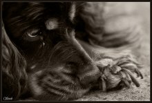 Melancholie / ***