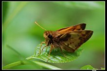 Butterfly / ***