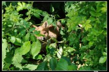 Fox / ***